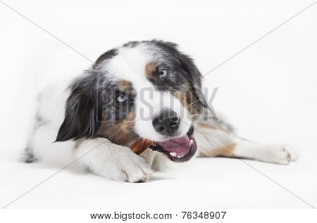 Austrailian Shepherd Chewing On Bones