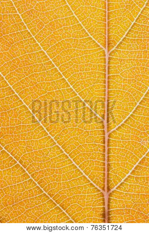 Macro shot of the lamina of a tree leaf turning from orange into a light brown. Midrib and veins clearly visible. No vignetting or Bokeh.