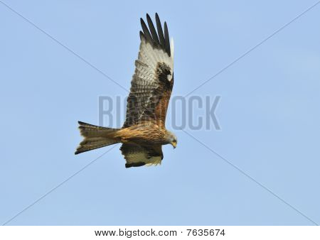 ว่าวสีแดง - Milvus milvus