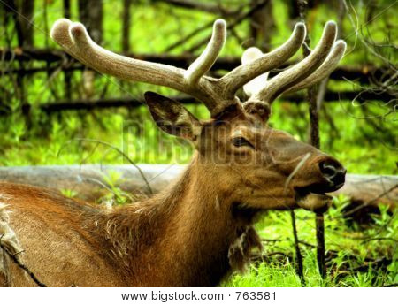 velvet Elk