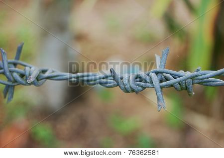 barbed wire fence