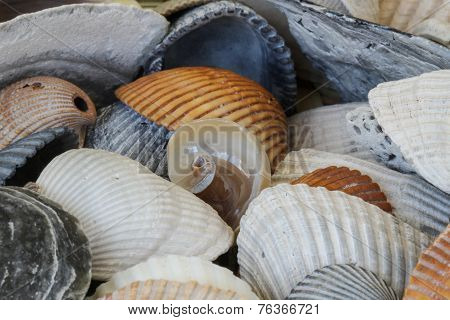 Be Unique - Interesting Seashell