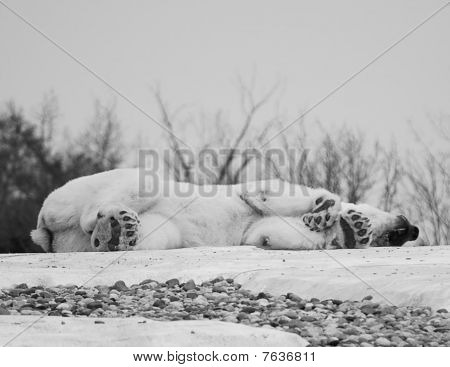Polar Bear
