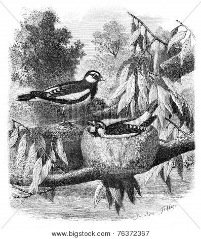 The Pied-grallina (grallina Australis) And Its Nest. Drawing-freeman, Vintage Engraving.