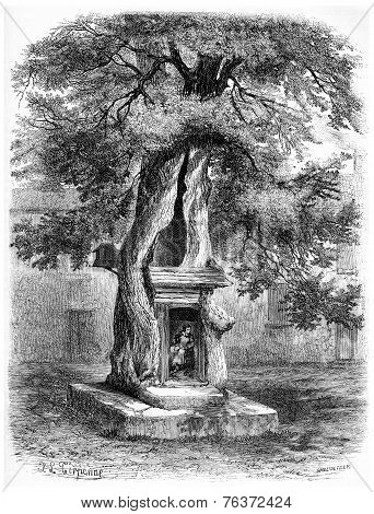 Elm Of Salernes, France, Vintage Engraving.