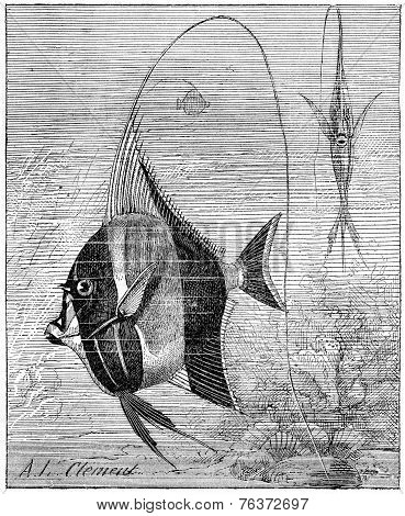 Moorish Idol Or Zanclus Cornutus, Vintage Engraving