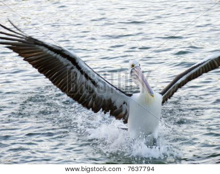 Pelican