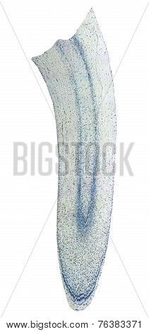 Corn Root Tip Micrograph