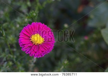 Pink aster flower