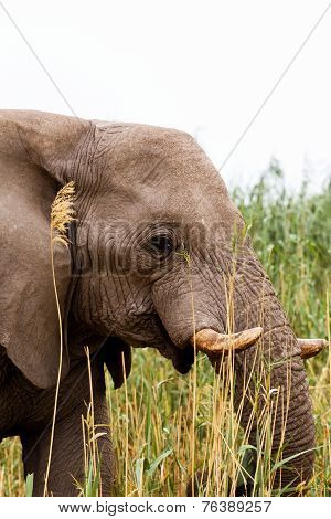 African Elephant In Etosha National Park