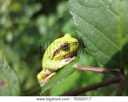 The rain frog.