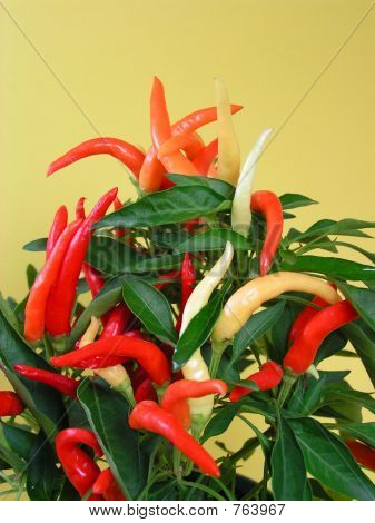 Hot Peppers