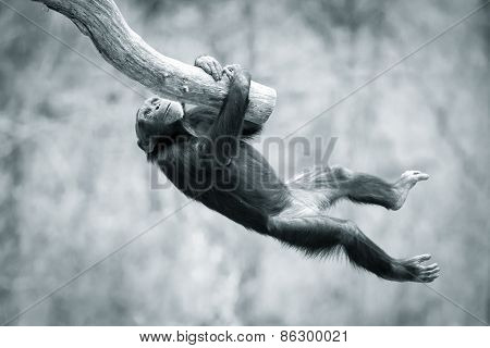 Climbing Chimp