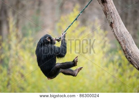 Swinging Chimp V