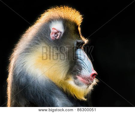 Mandrill VIII