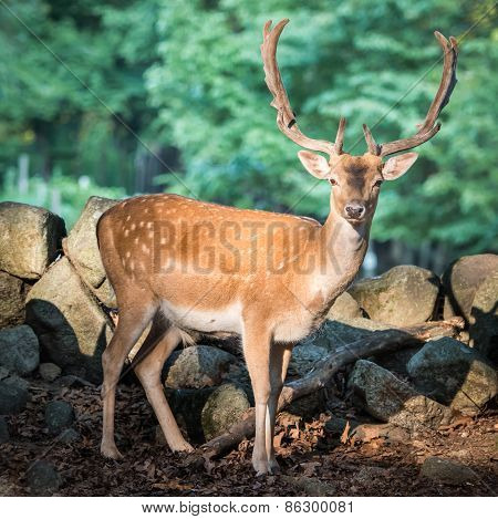 Eurasian Fallow Deer V