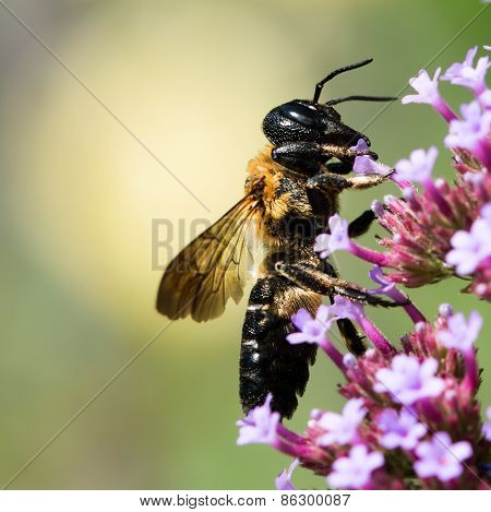 Bumblebee On Purple Flower Ii