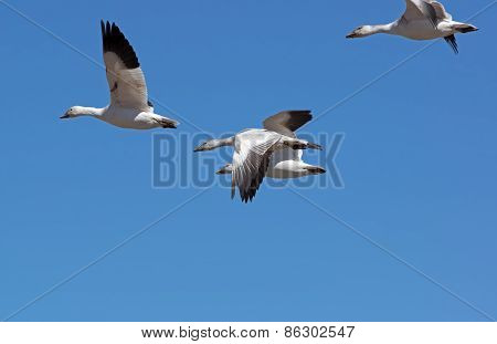 Greater Snow Geese Migrating