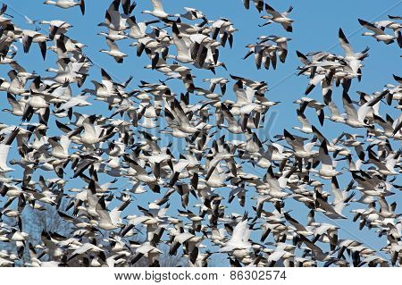 Greater Snow Geese Migrating