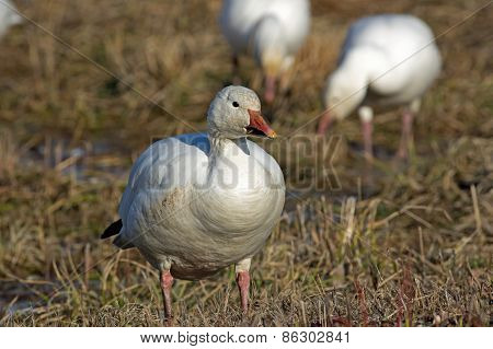 Greater Snow Geese Feeding