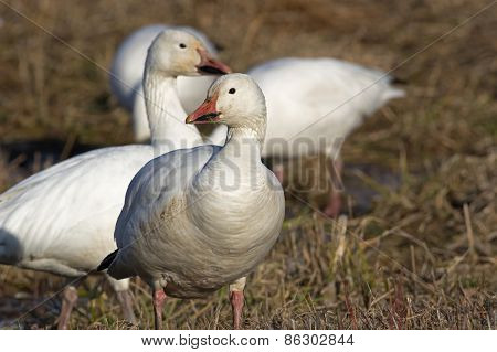 Greater Snow Geese Feeding