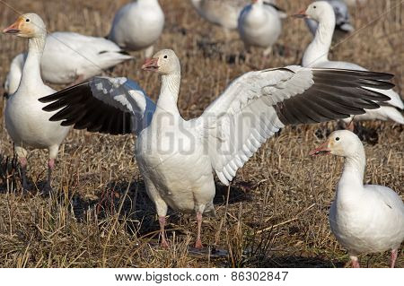Greater Snow Geese Feeding