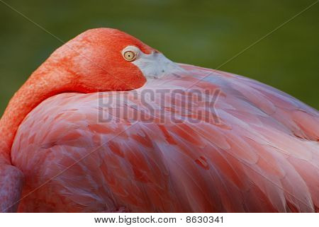 Flamingó