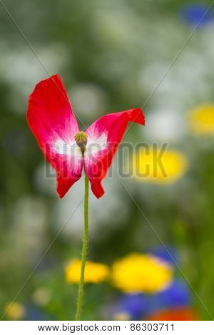 A lonely red flower in the garden