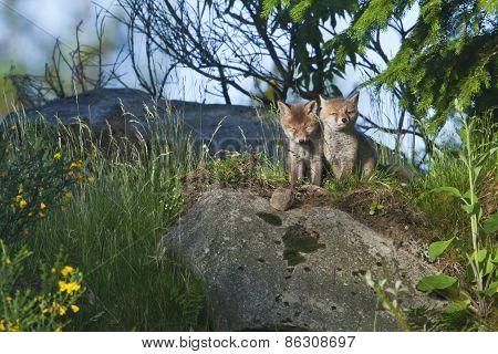 Vulpes vulpes, baby red fox in the forest, Vosges, France