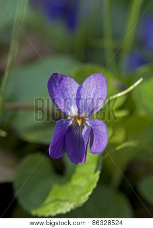 Viola