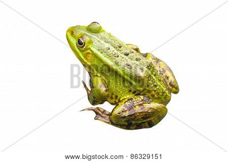 Frog
