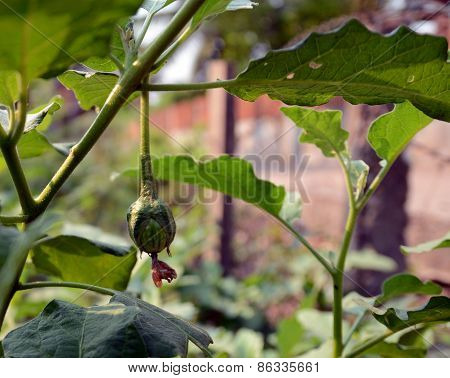 Eggplant