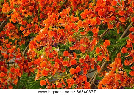Flamboyant or Delonix Regia in a tropical garden