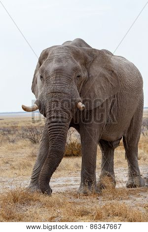 Big African Elephants On Etosha National Park