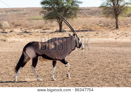 Gemsbok, Oryx Gazella