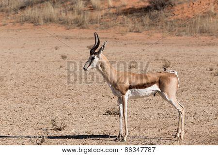 Springbok Antidorcas Marsupialis In Kgalagadi