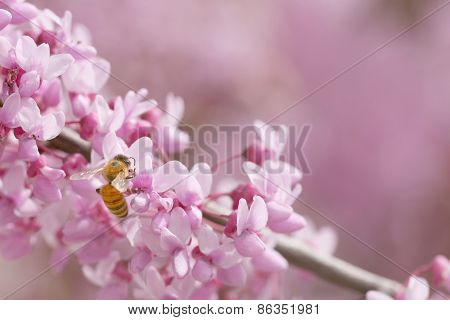 Redbud tree flowering with bee