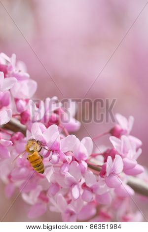 Redbud tree flowering with bee