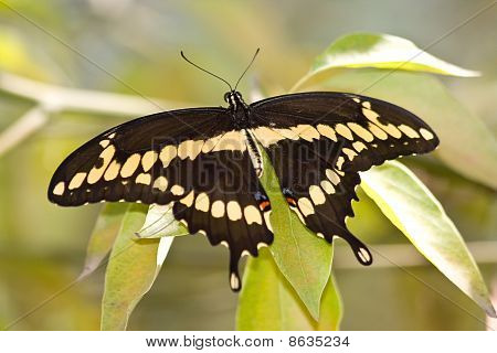 Swallowtail gigante - Heraclides Cresfontes