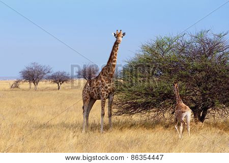 Adult Female Giraffe With Calf Grazzing On Tree
