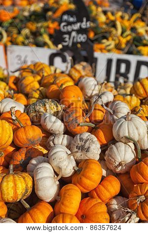 Mini Gourds For Sale