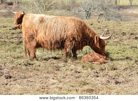 Wake up Little Calf