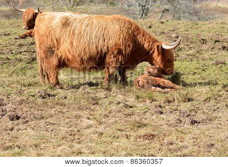 Wake up Little Calf