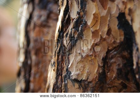 Brown Bark Of Pine-tree