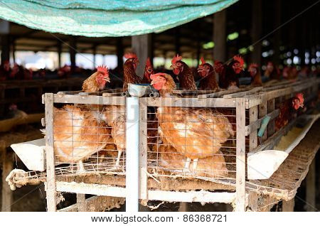 Thai Stlye Commercial Layer Farm