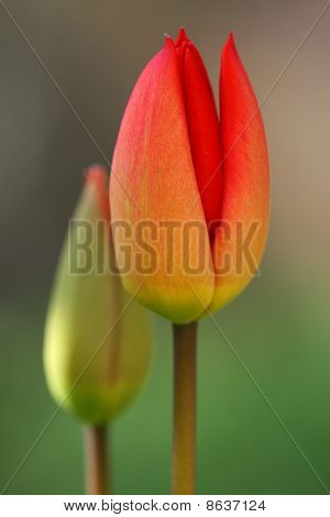 Tulip in Spring