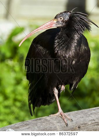 Northern Bald Ibis