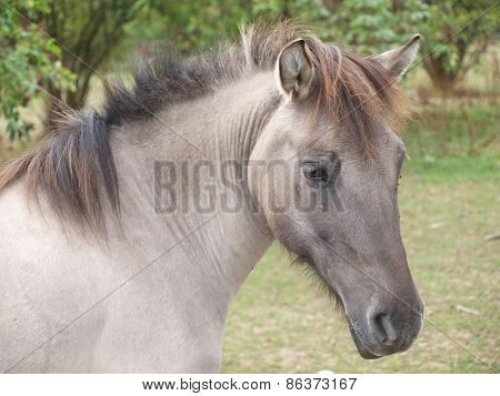 Modern Tarpan , Has Many Characters Of The Original Tarpan