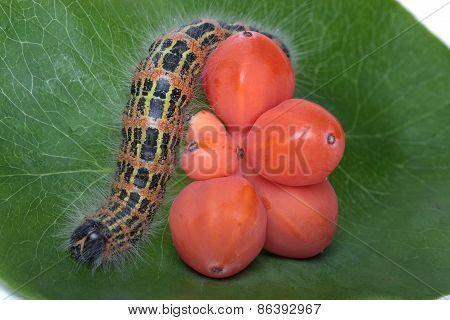 Caterpillar on a leaf caprioli, isolated white background.