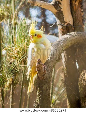 Lutino pearl cockatiel (Nymphicus hollandicus)